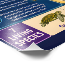 Baby Sea Turtles - Remarkable First Journey