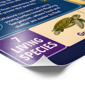 Baby Sea Turtles - Remarkable First Journey