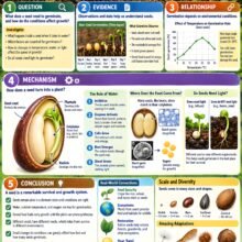 Middle School Seed Academic Edition Infographic Poster