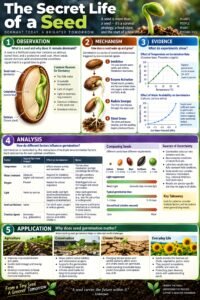High School Seed Academic Edition Infographic Poster