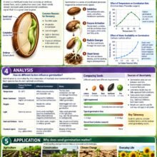High School Seed Academic Edition Infographic Poster