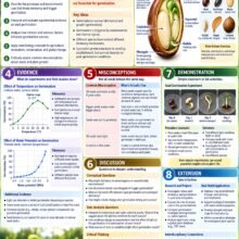 Teacher Version Seed Academic Edition Infographic Poster